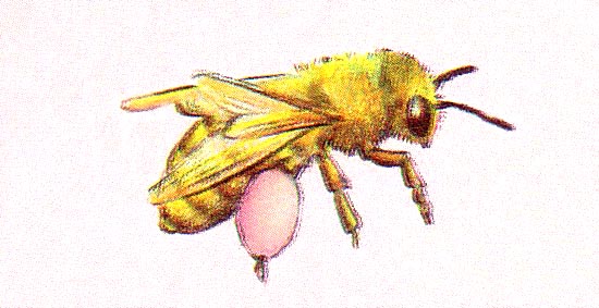 The pink pollen brightens bees' britches.